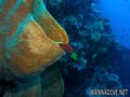 scuba diving photo