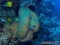scuba diving photo