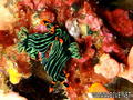 scuba diving photo