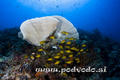 scuba diving photo
