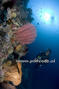 scuba diving photo