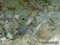 scuba diving photo
