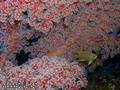 scuba diving photo