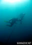 scuba diving photo