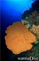 scuba diving photo