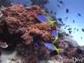 scuba diving photo