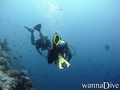 scuba diving photo