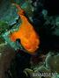 scuba diving photo