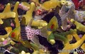 scuba diving photo