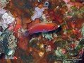 scuba diving photo