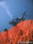 scuba diving photo