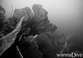 scuba diving photo