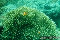 scuba diving photo
