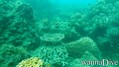 scuba diving photo