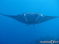 scuba diving photo