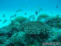 scuba diving photo