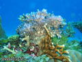 scuba diving photo
