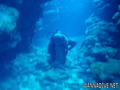scuba diving photo