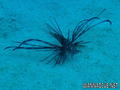 scuba diving photo