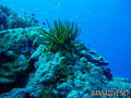 scuba diving photo