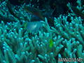 scuba diving photo