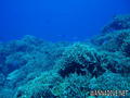 scuba diving photo
