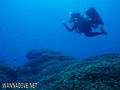 scuba diving photo