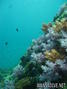 scuba diving photo