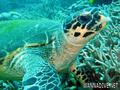 scuba diving photo