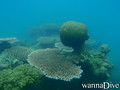 scuba diving photo