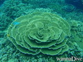 scuba diving photo
