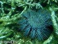 scuba diving photo