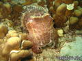 scuba diving photo