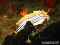 scuba diving photo