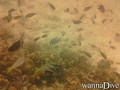 scuba diving photo