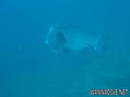scuba diving photo