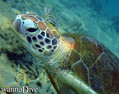 scuba diving photo