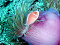 scuba diving photo