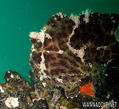 scuba diving photo