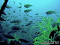 scuba diving photo