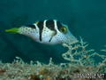 scuba diving photo