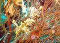 scuba diving photo