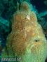 scuba diving photo