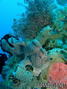 scuba diving photo
