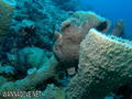 scuba diving photo