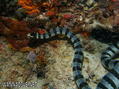 scuba diving photo