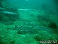 scuba diving photo