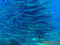 scuba diving photo