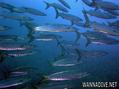 scuba diving photo