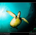 scuba diving photo